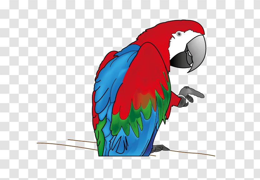 Macaw Parakeet Beak Feather Clip Art Transparent PNG