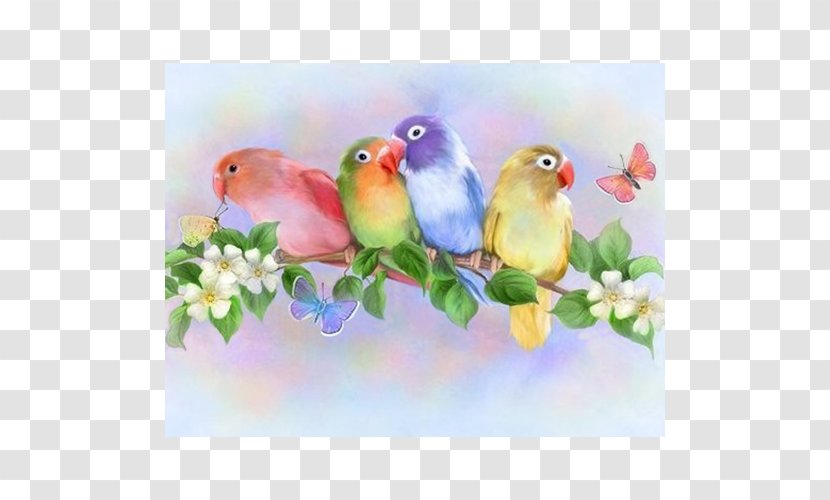 Watercolor Painting Lovebird - Beak - Bird Transparent PNG