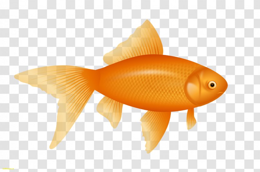Goldfish Desktop Wallpaper Clip Art - Marine Biology - Fishing Transparent PNG
