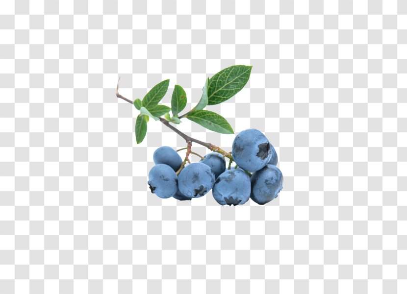 Blueberry Herb Nutrient Fruit Transparent PNG