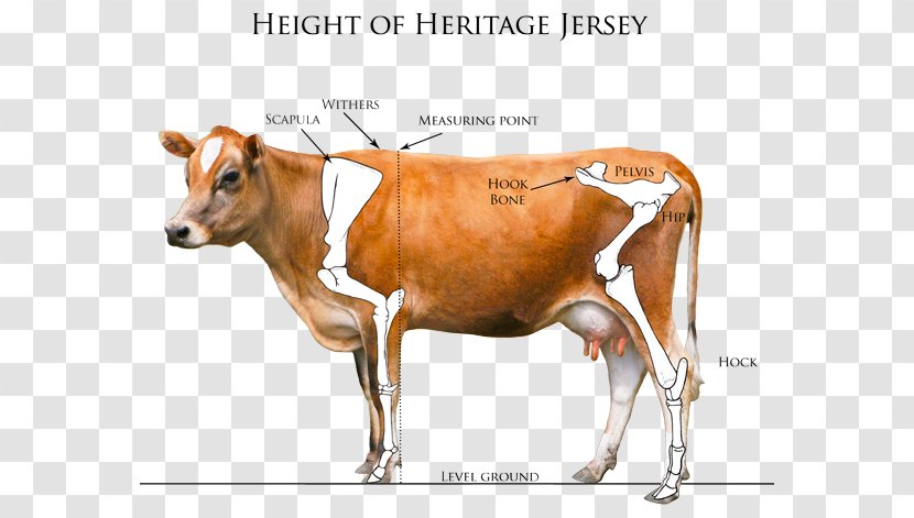 Dairy Cattle Jersey Calf Highland Dexter - Farming Transparent PNG