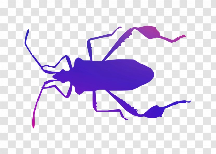 Clip Art Insect Cartoon Purple Line - Beetle Transparent PNG