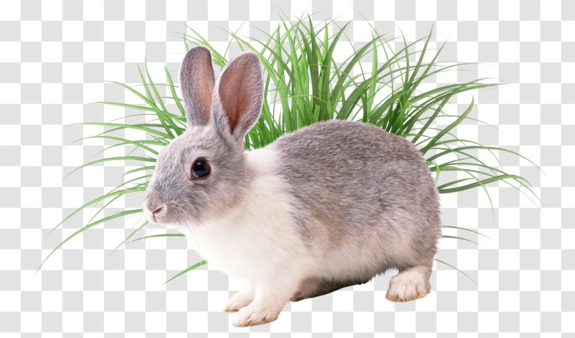 European Rabbit Conejos/rabbits Conejos / Rabbits - Rabits And Hares Transparent PNG