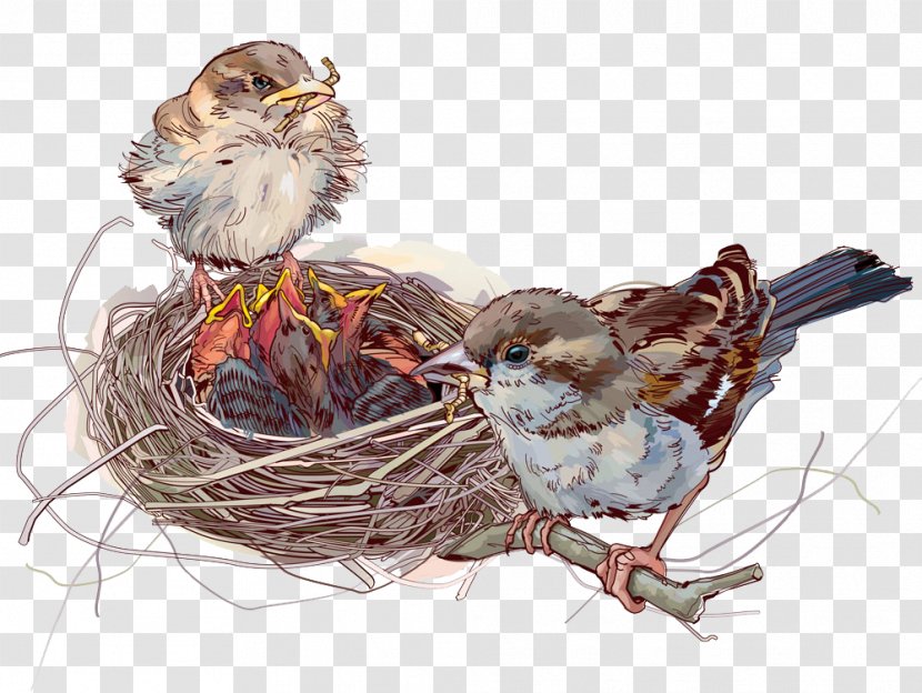 Download Illustration - Bird Nest - Vector Transparent PNG
