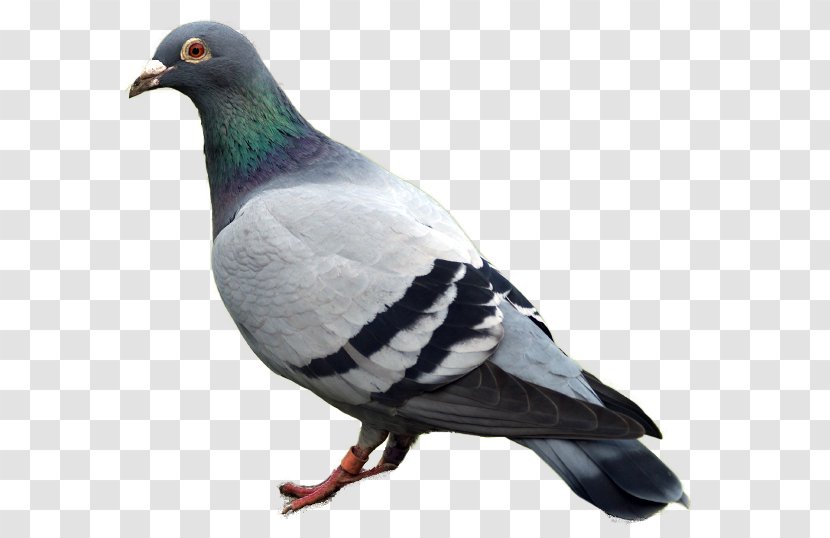 Domestic Pigeon Columbidae - Image Transparent PNG