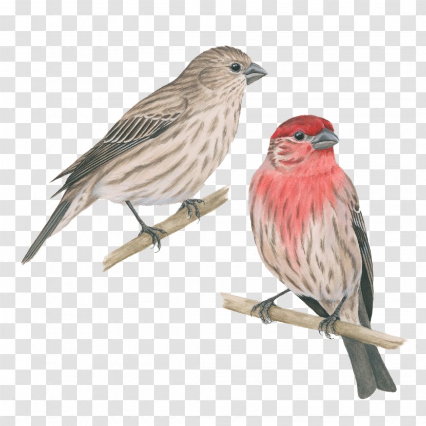 House Finch Bird Sparrow - Common Starling - Pink Transparent PNG