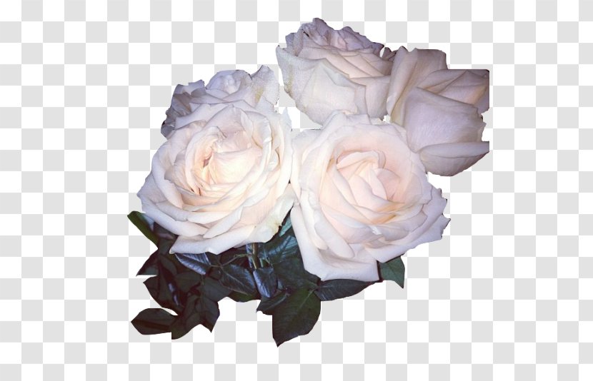 Garden Roses Cabbage Rose Seventeen Flower Floribunda - Rosa Centifolia Transparent PNG