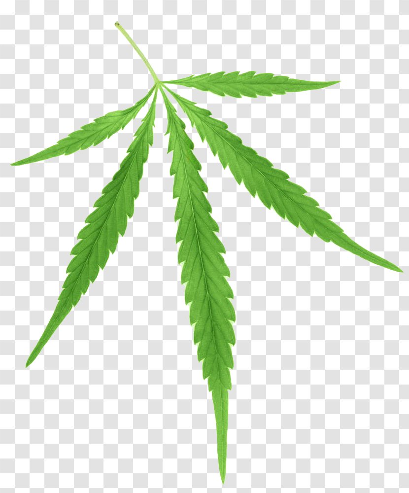 Cannabis Sativa Marijuana Ruderalis Hemp - Green Leaves Transparent PNG
