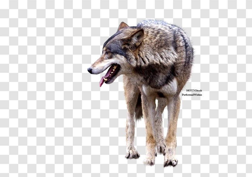 Gray Wolf Coyote Clip Art - Wildlife - Fox Transparent PNG