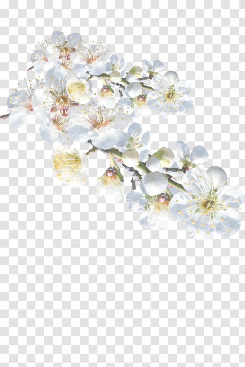 White Flower Blossom Plant Petal - Fashion Accessory - Moth Orchid Hair Transparent PNG