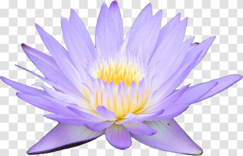 Flower Water Lily Desktop Wallpaper Lilium Aquatic Plants - Flora - Colour Transparent PNG
