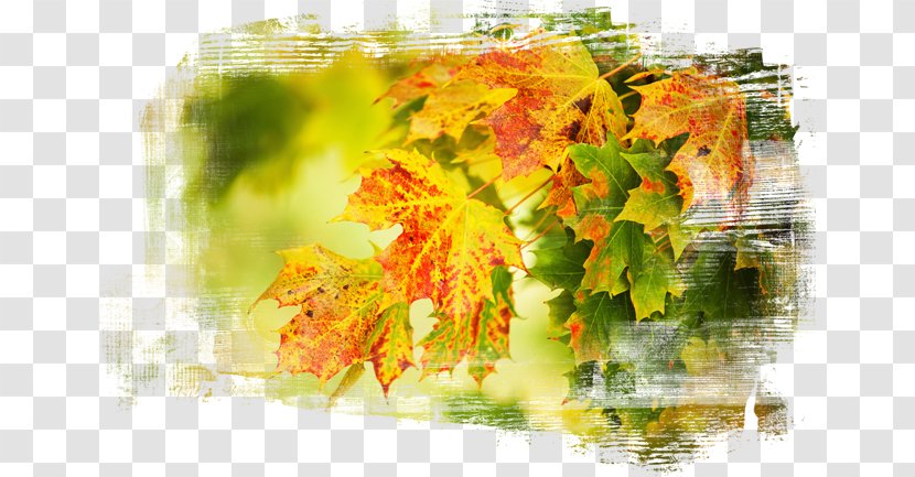 Desktop Wallpaper Leaf Autumn Metaphor Transparent PNG