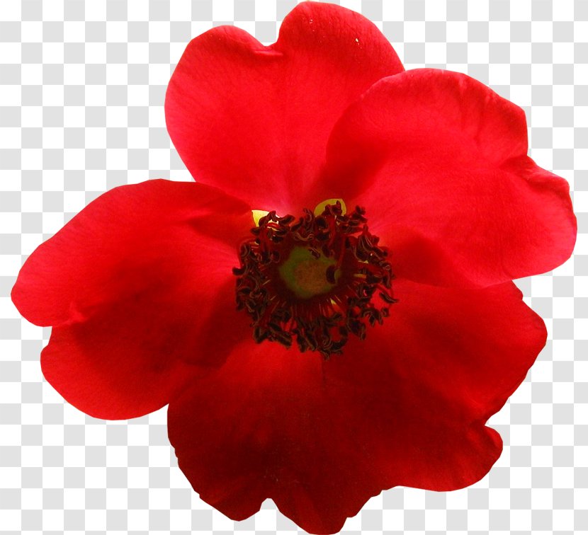 Red Flower Yandex Search Orange Yellow - Poppy Family Transparent PNG
