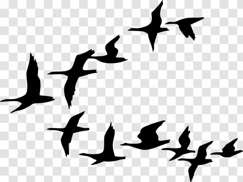 Flock Goose Bird Flight Clip Art - Fauna Transparent PNG