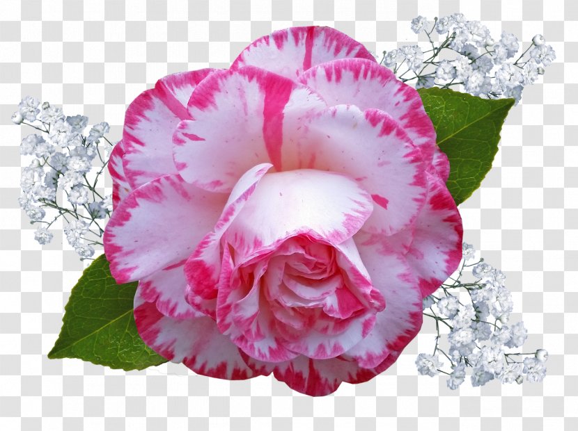 Pink Flower Cartoon - Petal - Perennial Plant Impatiens Transparent PNG