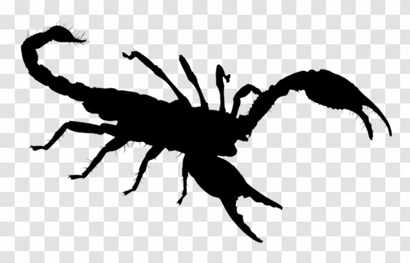 Royalty-free Scorpion Spider Photography Illustration - Wildlife - Invertebrate Transparent PNG