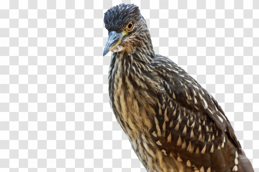 Beak Bird Vertebrate Heron Passerine - Striated Transparent PNG