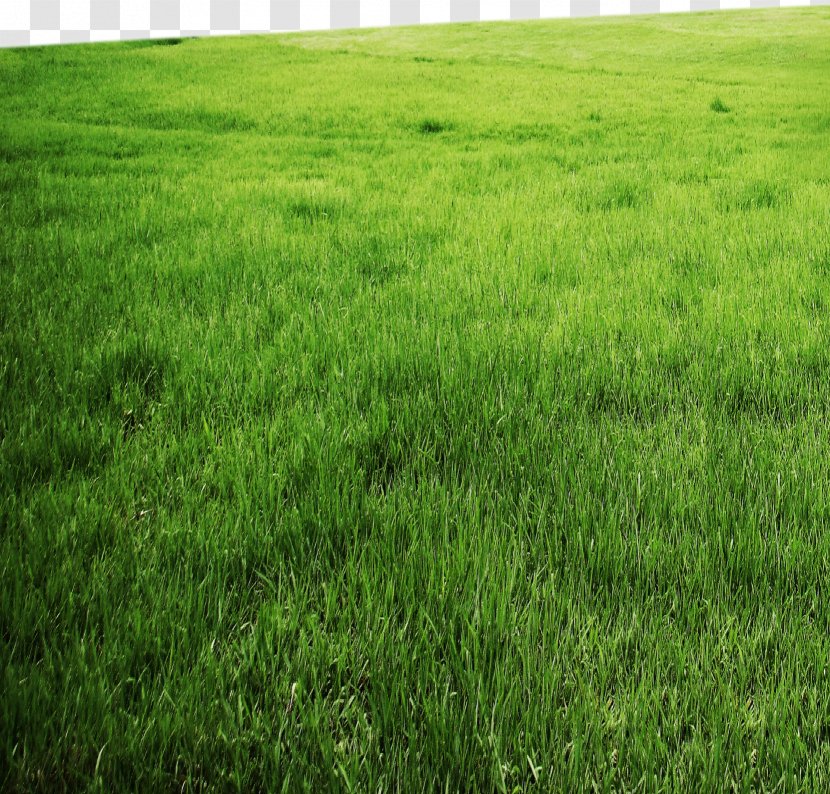Grassland - Agriculture - HD Green 4 Transparent PNG