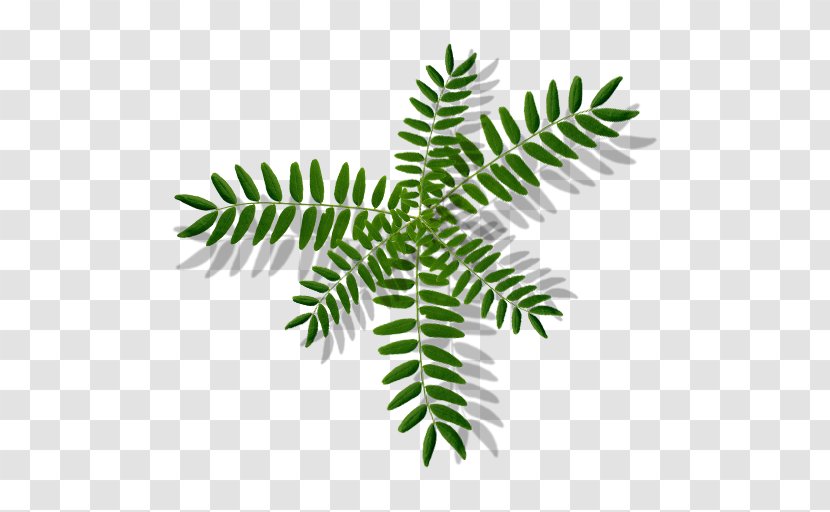 Leaf Branch Tree Plant Stem Fern - Organism - Monstera Transparent PNG