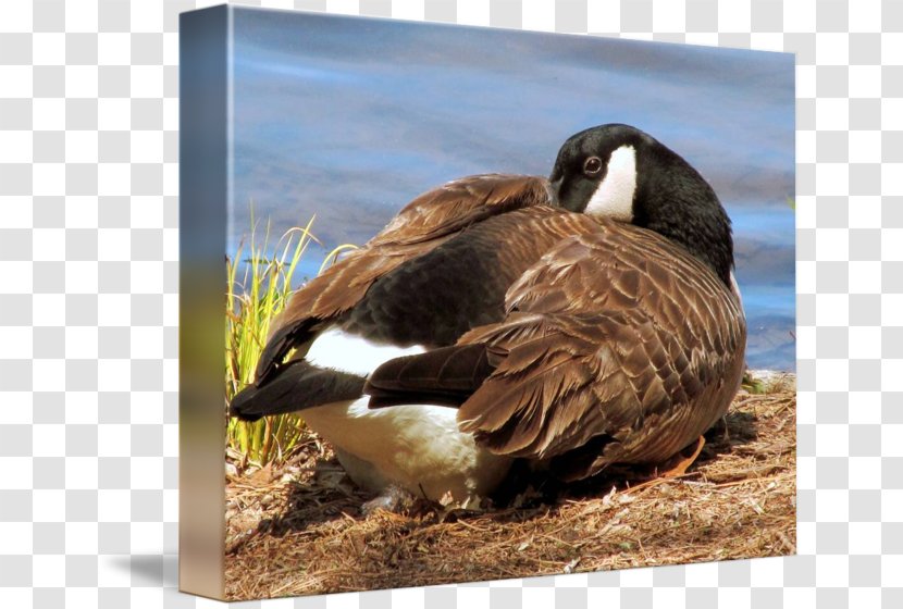 Duck Goose Fauna Feather Beak - Water Bird - Canada Transparent PNG