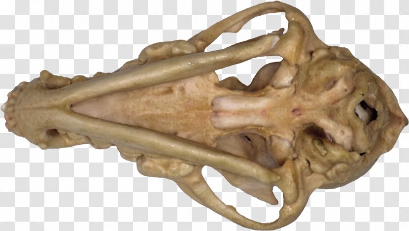 Reptile Jaw - Bone - Dog Skull Cartoon Transparent PNG