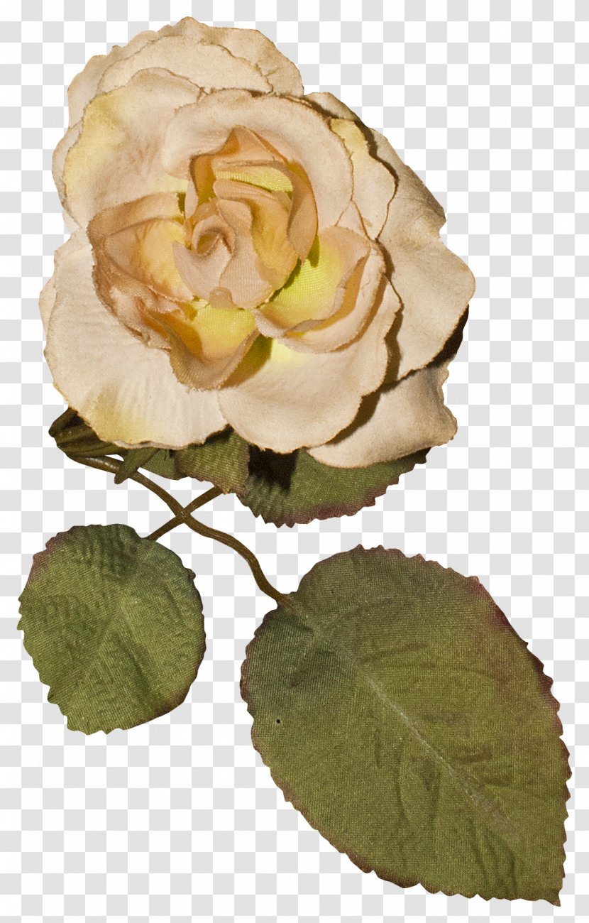 Garden Roses Centifolia Cut Flowers Floral Design - Liveinternet - Exclusive Elements Transparent PNG