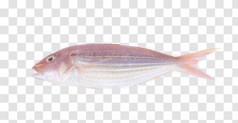 Northern Red Snapper Fish Products Cod Oily Pagrus Major - Gilthead Bream - HD Frozen Transparent PNG