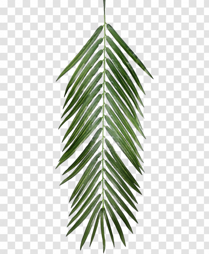 Transparency Leaf Palm Trees Clip Art - Aesthetics Transparent PNG