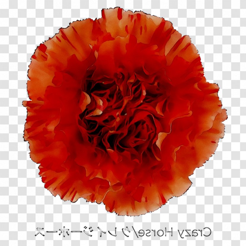Carnation Cut Flowers - Oriental Poppy Transparent PNG