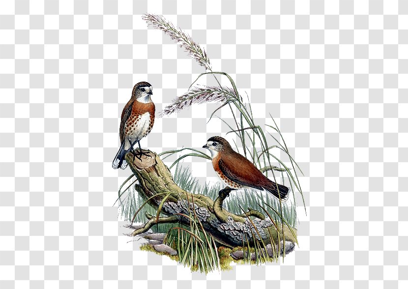 Bird Feather Sparrow Beak Clip Art Transparent PNG