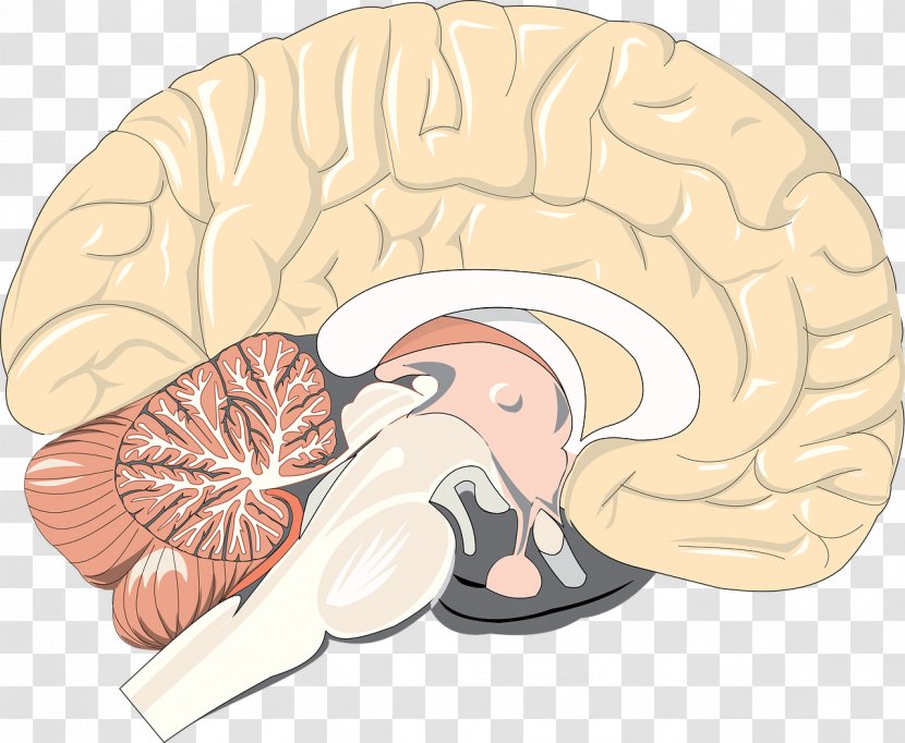 Human Brain Anatomy Body Physiology - Watercolor - Activity Transparent PNG