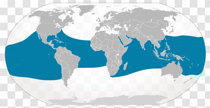 Whale Shark Carpet Georgia Aquarium Filter Feeder - Planet Transparent PNG