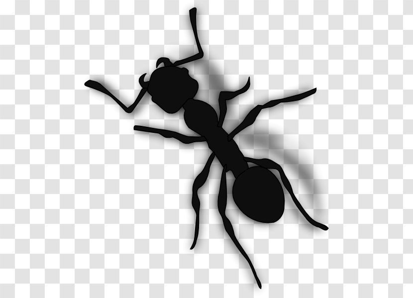Ant Clip Art - Membrane Winged Insect Transparent PNG