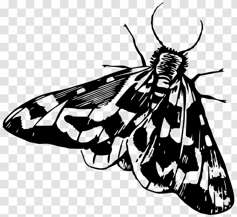 Butterfly Moth Insect Galleria Mellonella Clip Art Transparent PNG