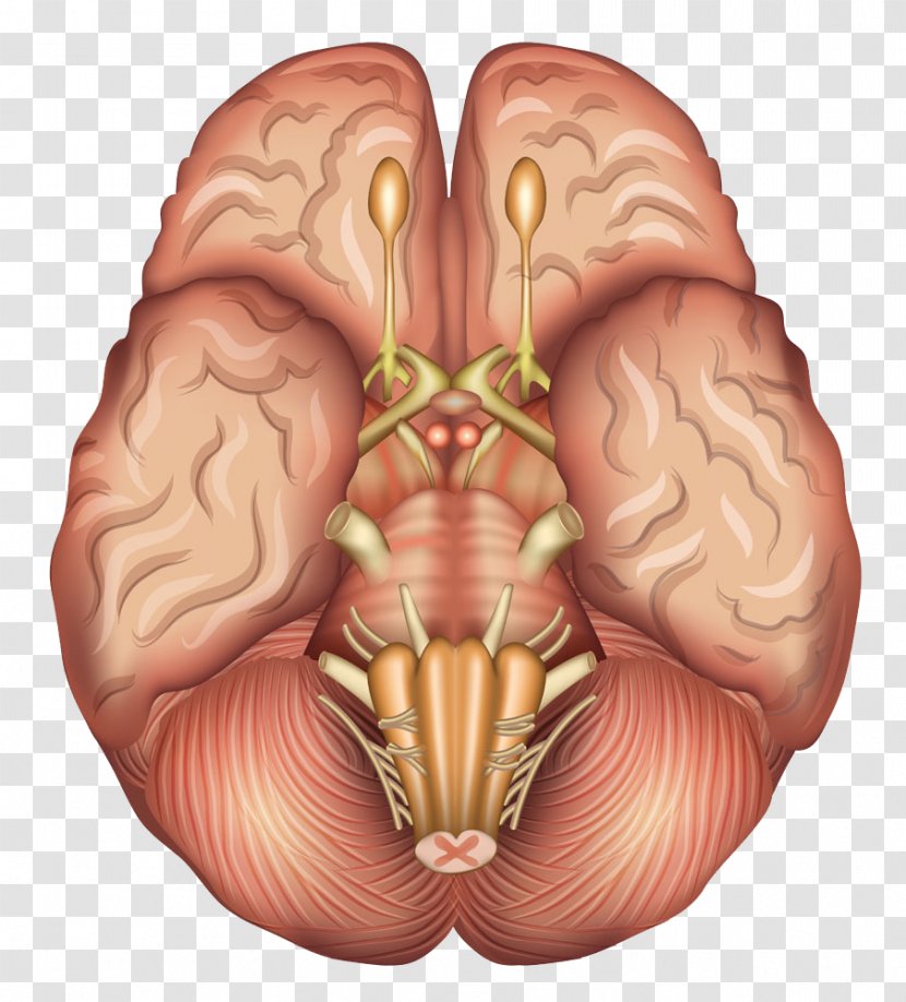 Human Brain Anatomy Sagittal Plane Pituitary Gland - Watercolor - Model Transparent PNG