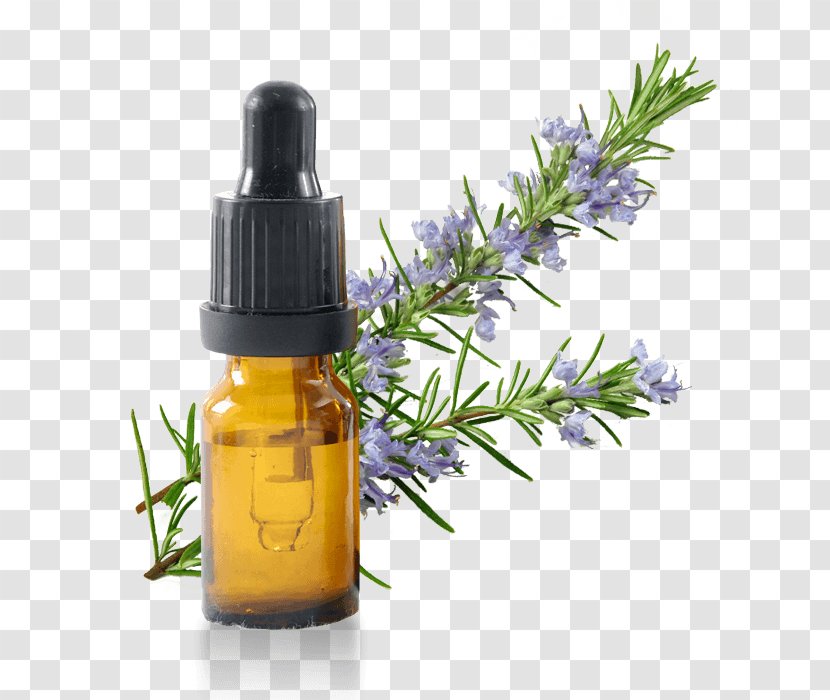 Essential Oil Rosemary Vegetable Herb - Perfume Transparent PNG