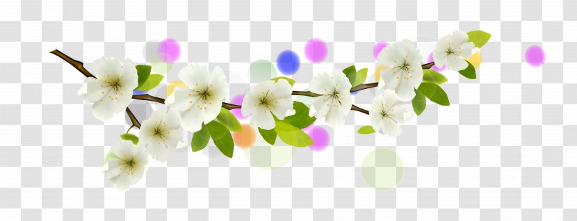 Flower Branch Clip Art - Spring - White Apricot Transparent PNG