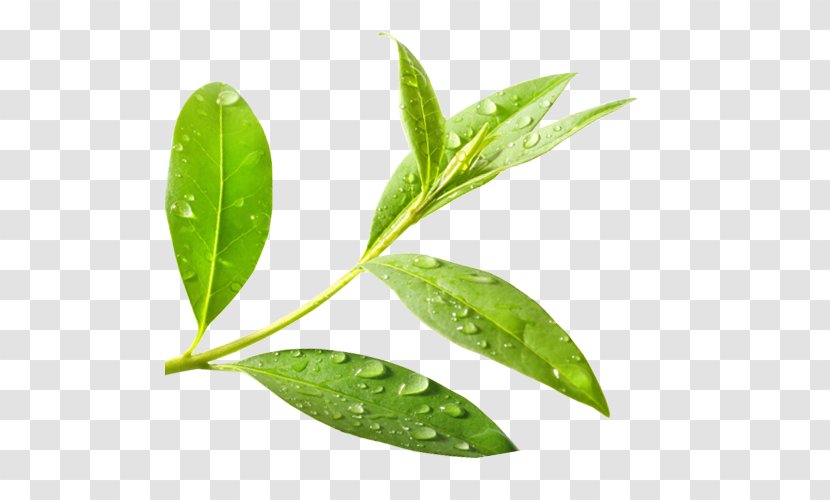 Green Tea Tree Oil Camellia Sinensis - Ingredient - Watercolor Transparent PNG