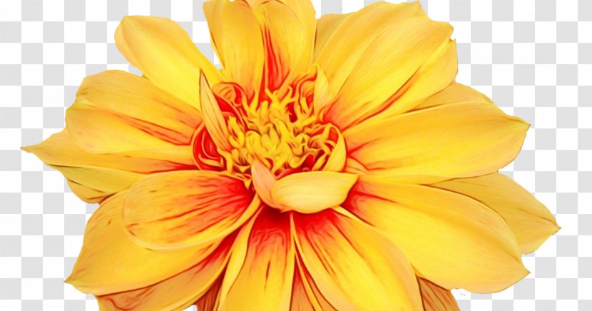 Drawing Of Family - Orange - Annual Plant Wildflower Transparent PNG