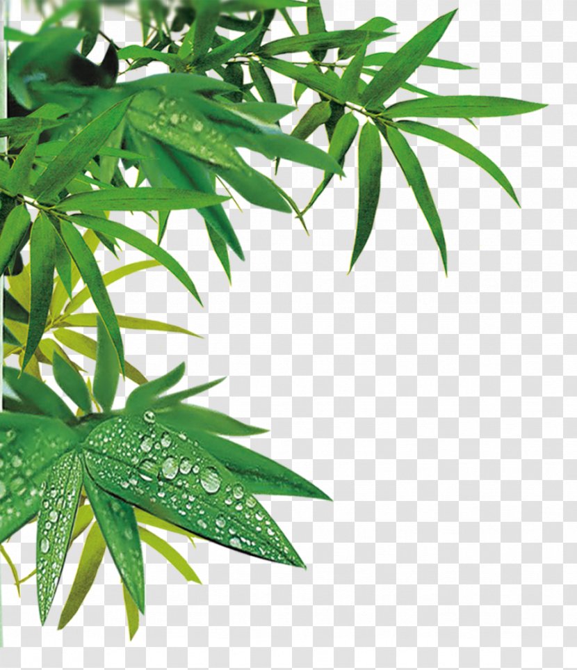 Gratis Portable Media Player Computer File - Cannabis - Green Bamboo Leaves Transparent PNG
