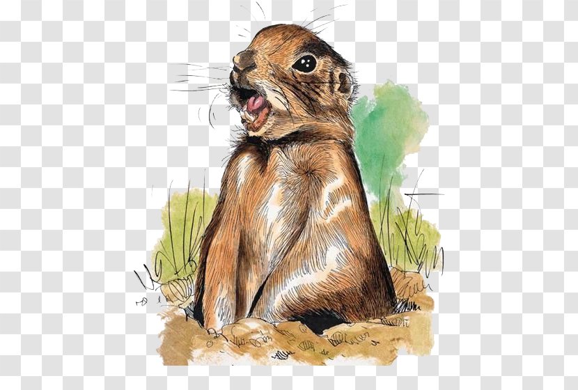 Squirrel Prairie Dog Marmot Hare Illustration - Comics Transparent PNG