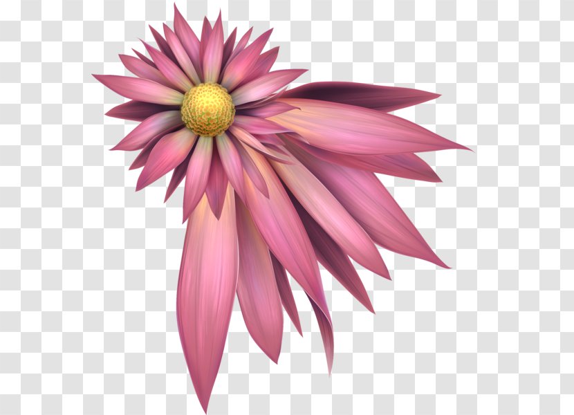Dahlia Pink M Petal Close-up Flower - Magenta Transparent PNG