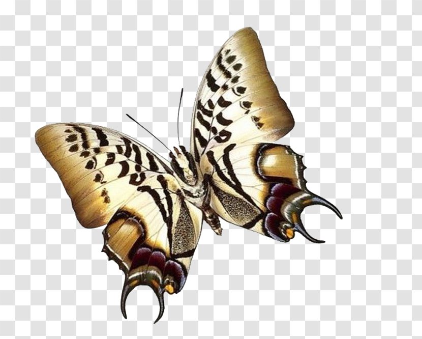 Papillon Dog Butterfly Insect Paper Moth Transparent PNG