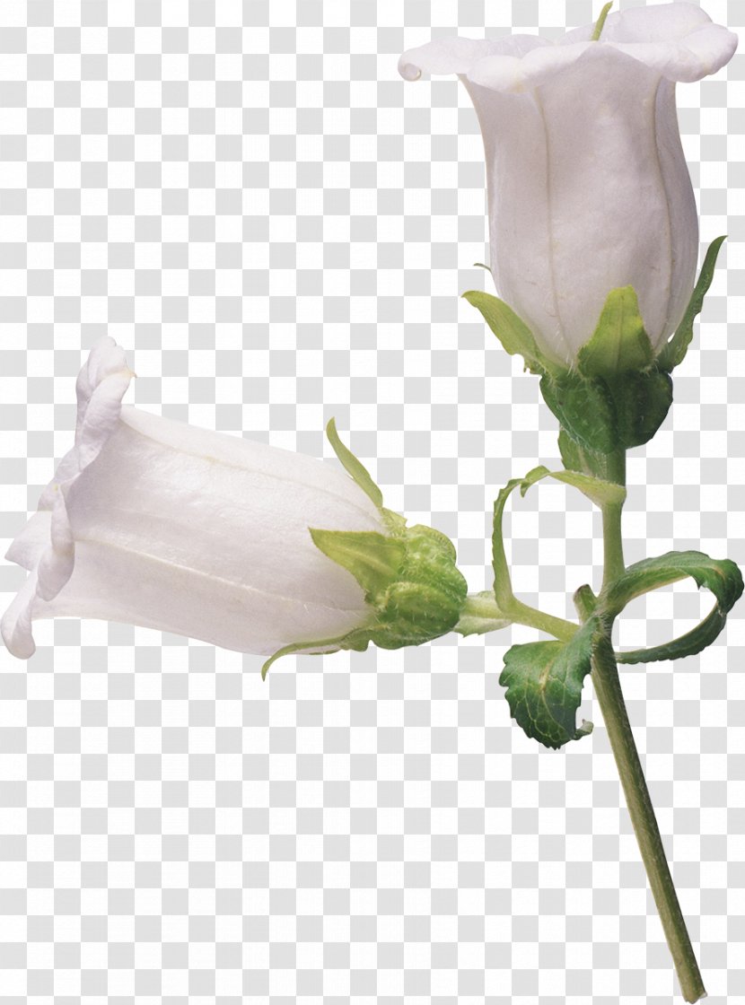 Cut Flowers Floral Design Petal - Blume - Lily Transparent PNG