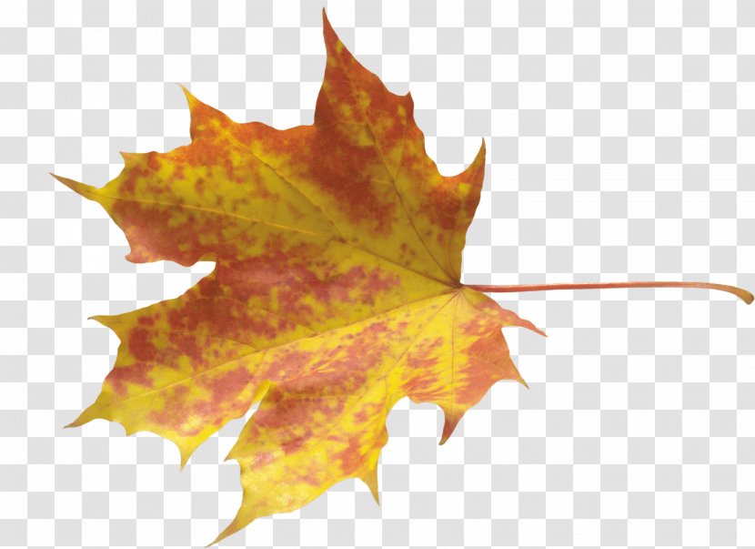 Autumn Leaf Color Transparent PNG