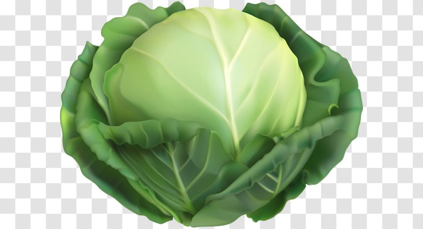 Vegetarian Cuisine Savoy Cabbage Red Vector Graphics - Spring Greens Transparent PNG