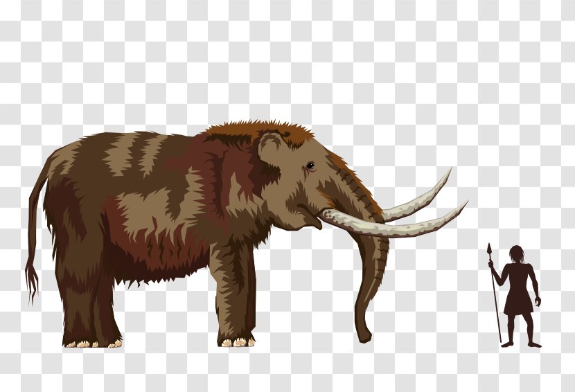 Mastodon Mystery Woolly Mammoth Image Megafauna - Elephant - Wikimedia Commons Transparent PNG