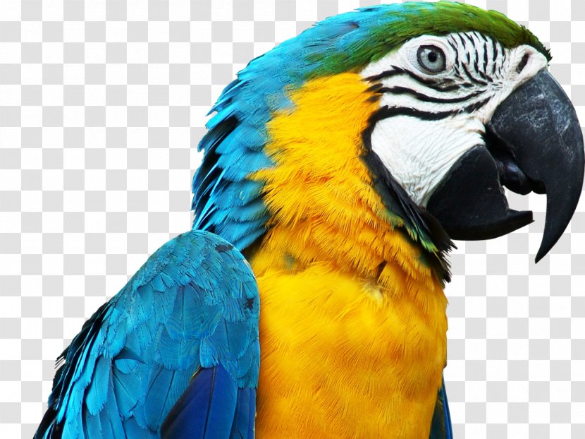 Parrot Bird Budgerigar Blue-and-yellow Macaw - Beak Transparent PNG