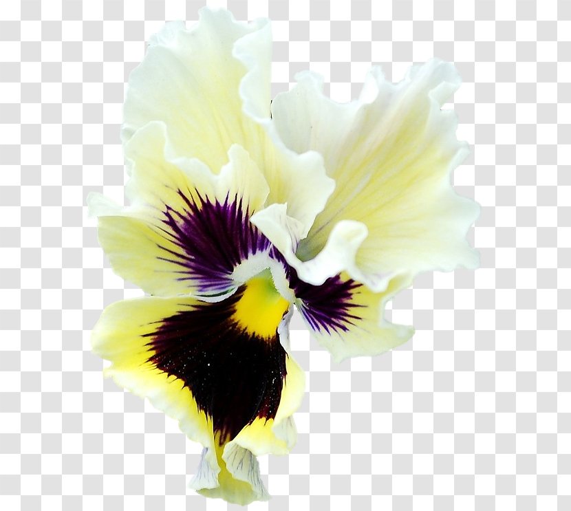 Pansy Close-up - Plant - Flower Transparent PNG