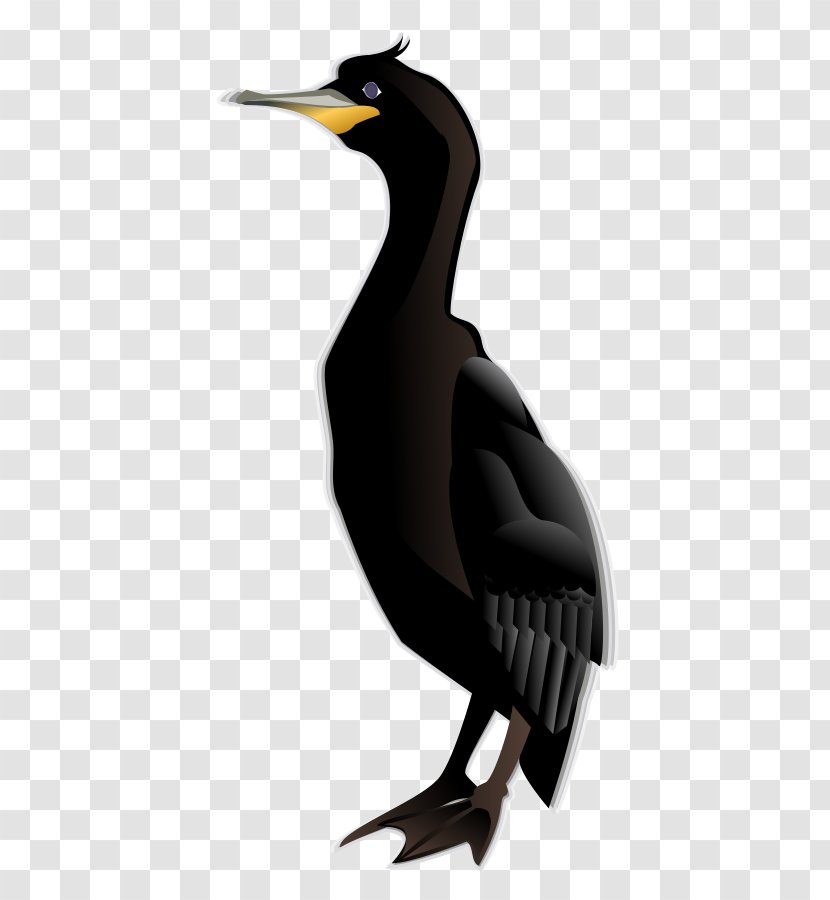 Cormorant Bird Penguin Clip Art - Australian Pied Transparent PNG